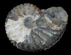 Hoploscaphites (Jeletzkytes) Ammonite - South Dakota #22684-1